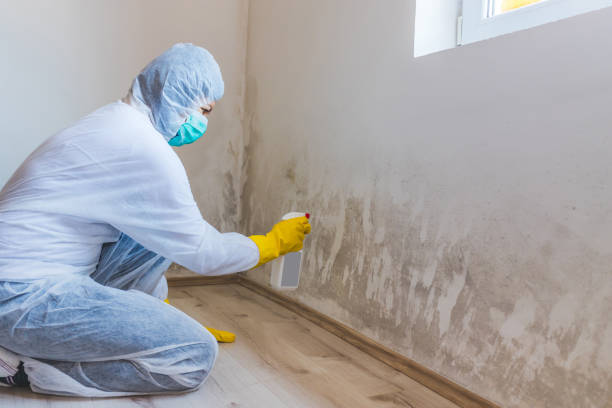 Licensed Commercial Mold Remediation service in Smithfield, NC - WQB Mold Removal